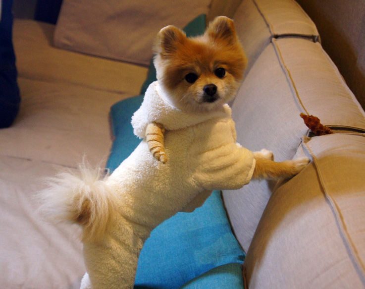 热卖小绵羊变身装秋冬装狗狗衣服宠物衣服比熊泰迪衣服小狗四脚衣