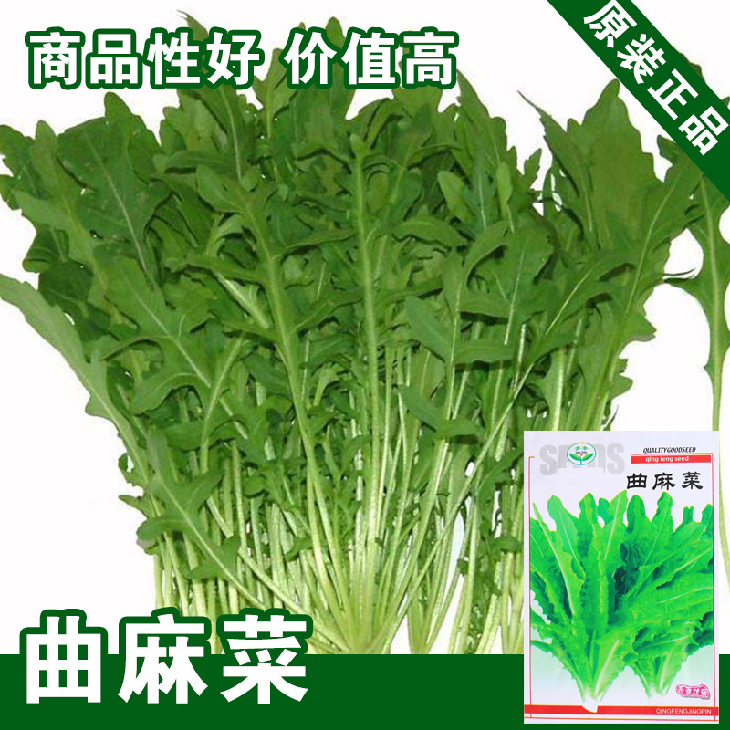 蔬菜种子曲麻菜种子苦麻菜种子苦菜籽四季盆栽蔬菜种子批发菜种