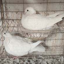 白羽王种鸽价格 双肌鸽 银王鸽一年可以产几窝？出售新鲜鸽子蛋