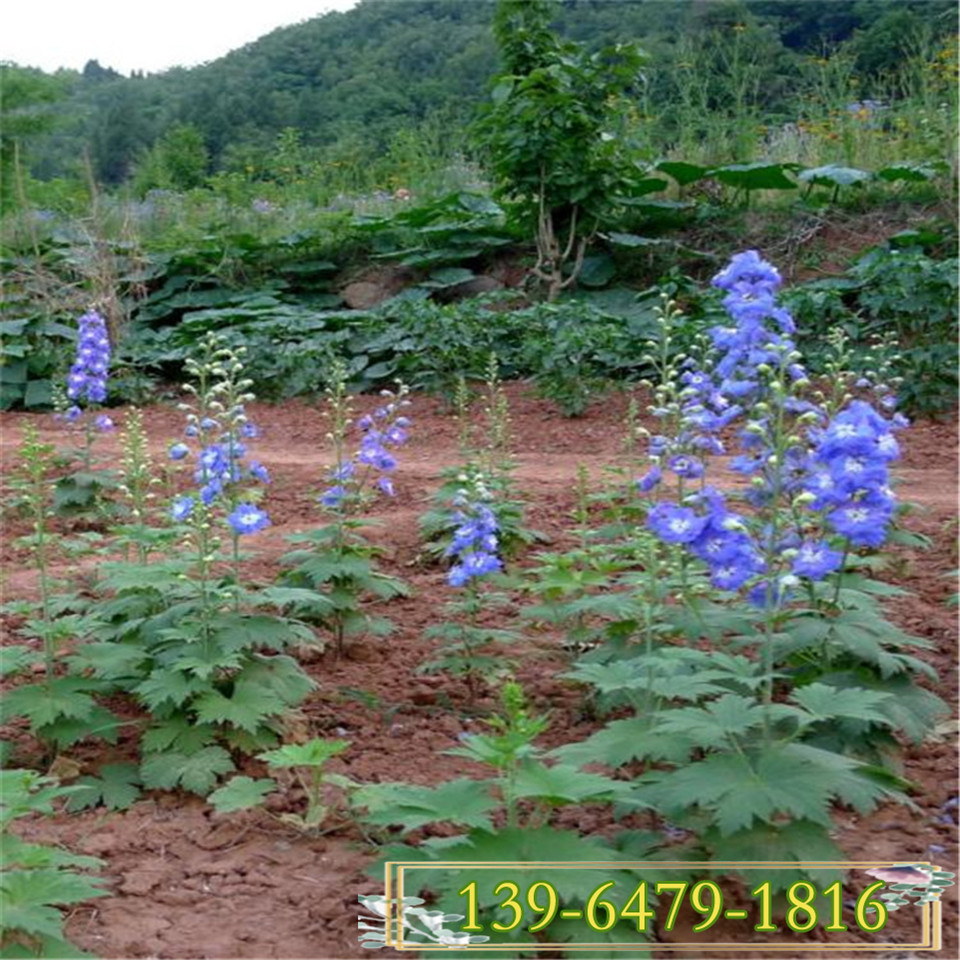 山东多年生大花飞燕草营养钵苗价格 翠雀花小杯苗