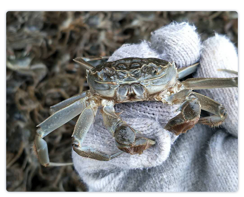 50-200头螃蟹苗养殖 高成活率蟹苗批发鲜活大闸蟹苗 长江系河蟹苗