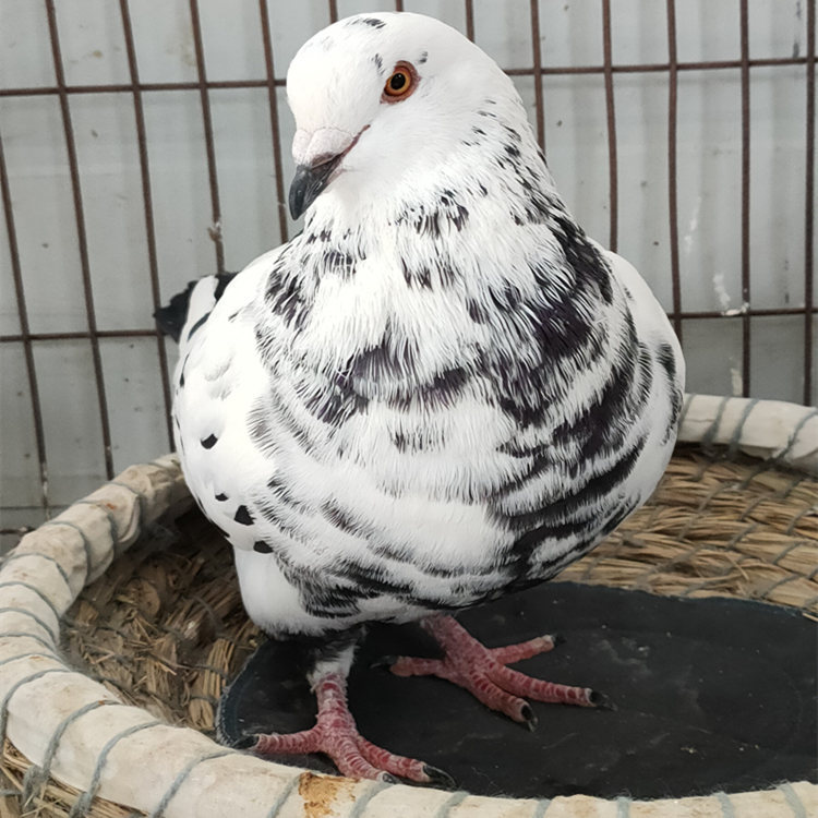 想买元宝种鸽一对多少钱 雪花元宝鸽价格 大型肉鸽养殖场