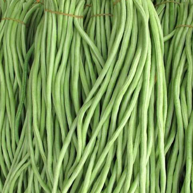 特长白豇豆种子春秋季白条长豆角种籽四季豆菜豆蔬菜种子批发-阿里巴