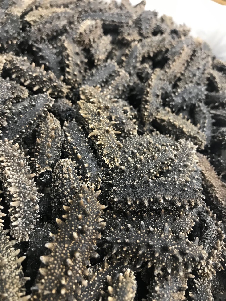 大连纯淡干海参干货6排刺满天星海参刺参50g可打礼盒厂家直销价格