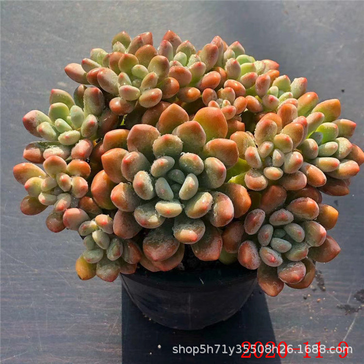 大棚批发多肉品种木糖醇大群昂斯诺大双头多肉植物品种