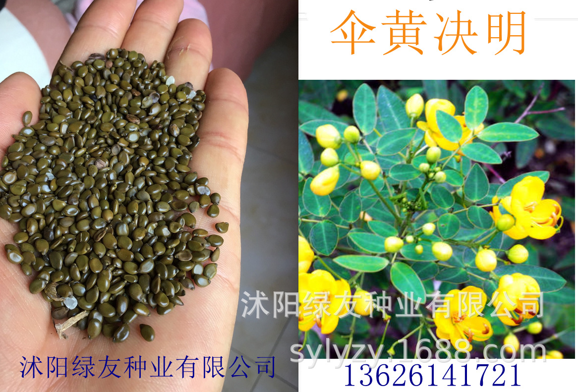 绿化带中高速公路河道两侧观赏灌木种子伞黄决明