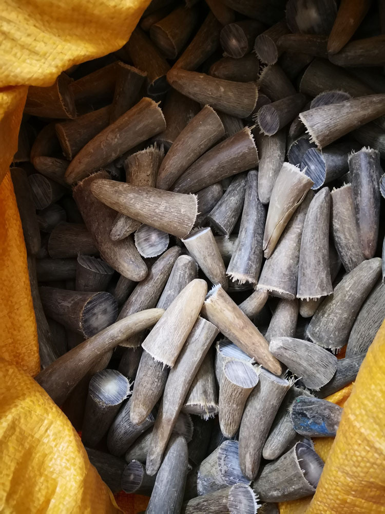 非洲白牦牛角整角 角尖 角筒 批发 佛珠原料角 花色杂色可做牛角