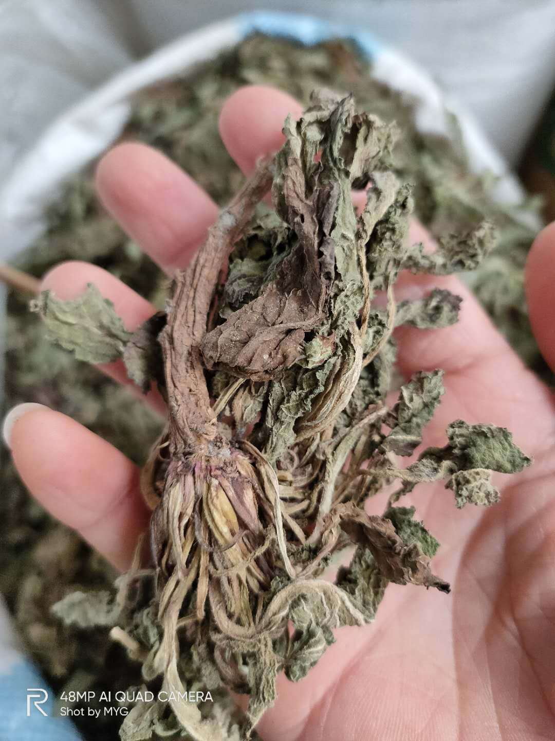 深山生长 蛤蟆草 癞蛤蟆草 皱皮草 雪见草 全草晒干 冲洗泥巴干净