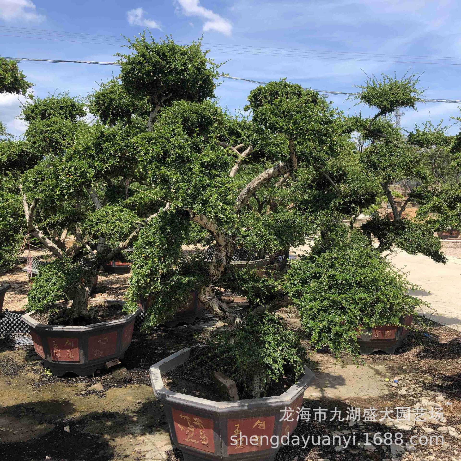 福建茶盆景批发 造型福建茶桩头价格 福建茶老桩供应 福建茶古桩