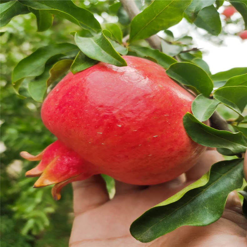 批发植株健壮无籽水晶石榴树苗 无籽水晶石榴树苗多少钱一棵