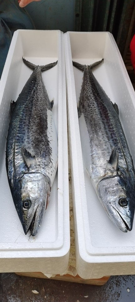 批发供应大鲅鱼青岛本地沙子口春鲅鱼8-10斤每条青岛海鲜礼盒