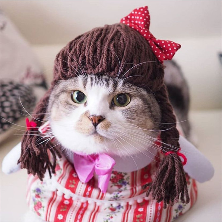 宠物帽子猫咪头套手编织蝴蝶结辫子猫咪头饰装扮可爱搞笑宠物用品