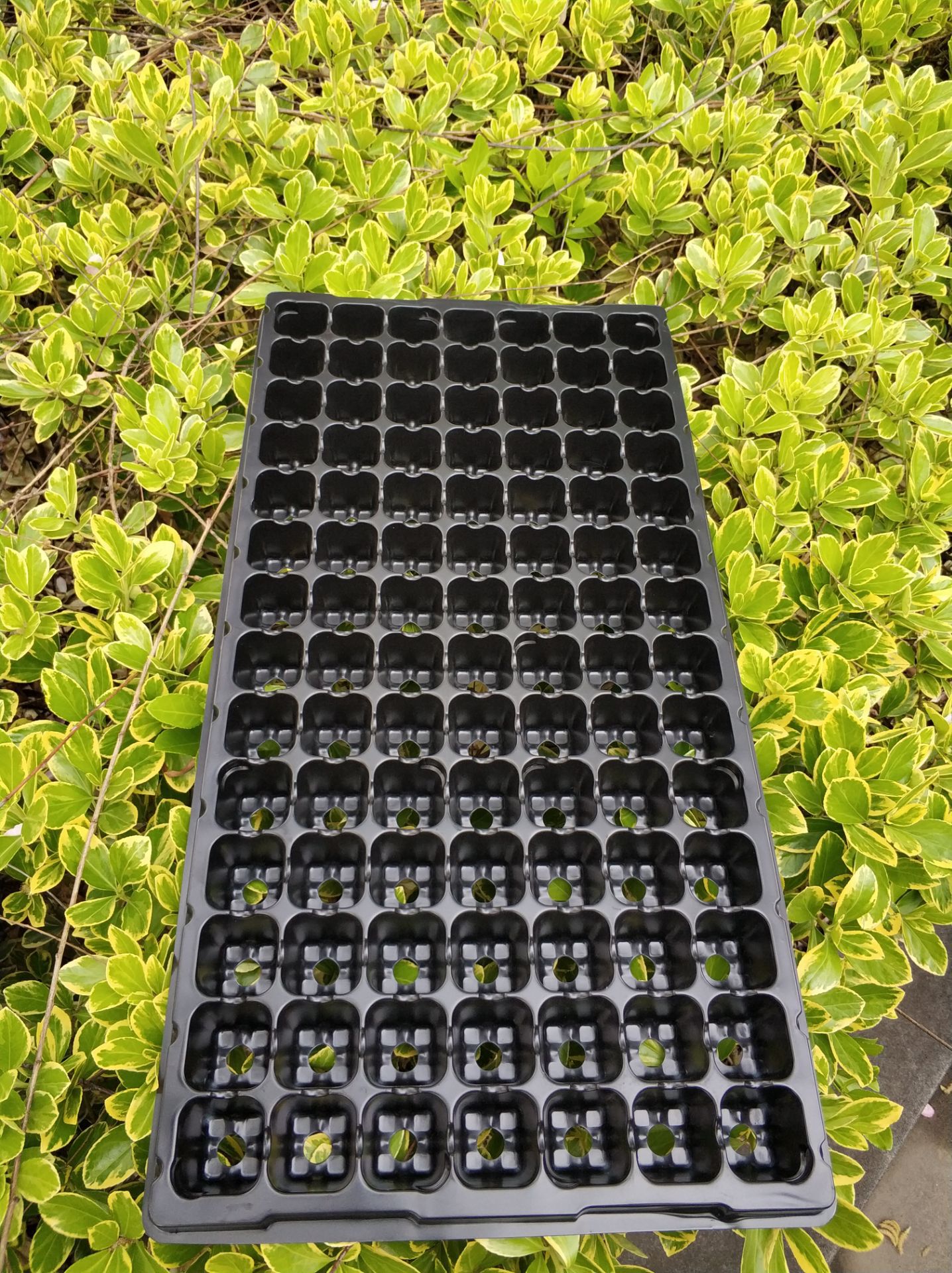 盆栽花卉育苗盘蔬菜穴盘多肉育苗穴盘优质育苗盘热帖秋大棚番茄高产