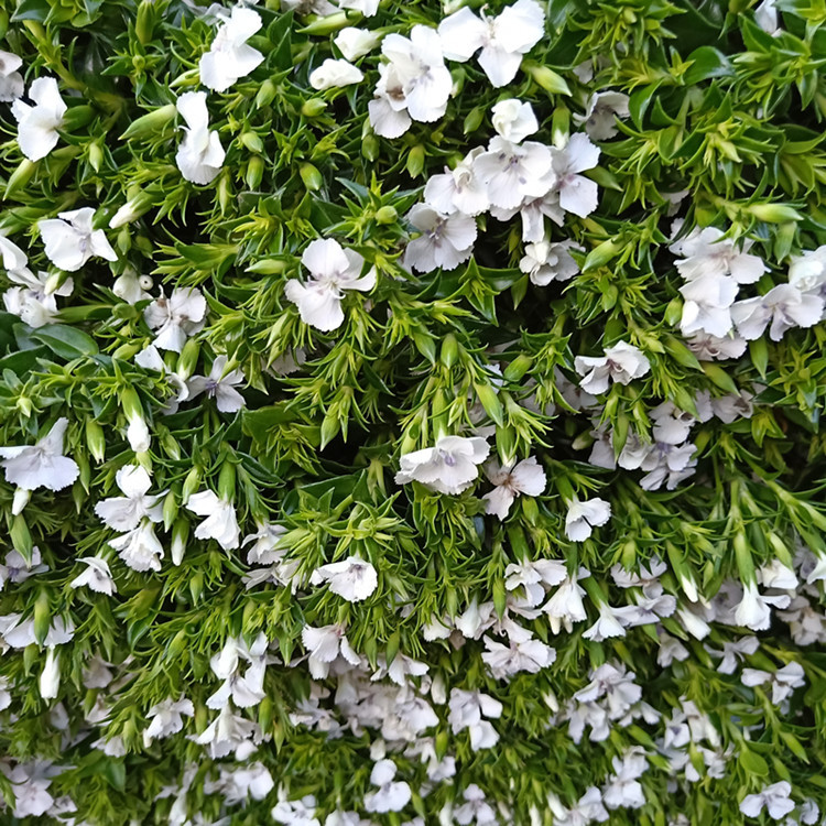 昆明鲜花基地直批青梅相思梅紫家用生活插花花店婚庆搭配批发