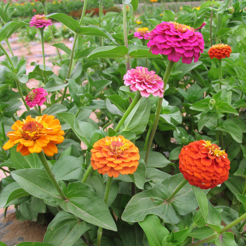 百花园多彩百日草步步高混色大花 批发 花海园林绿化山区绿化