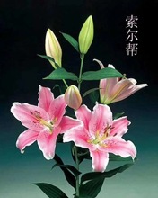 【跳舞兰】批发昆明鲜花 产地直销 花店用文心兰 跳舞兰鲜切花