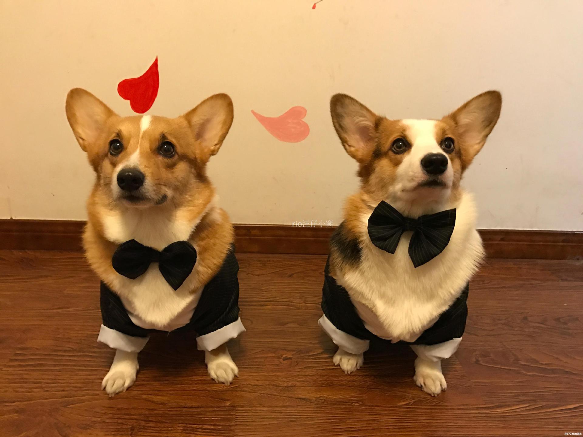 附送领结中型犬柯基可卡柴犬西服宠物狗狗西装绅士礼服新年燕尾服