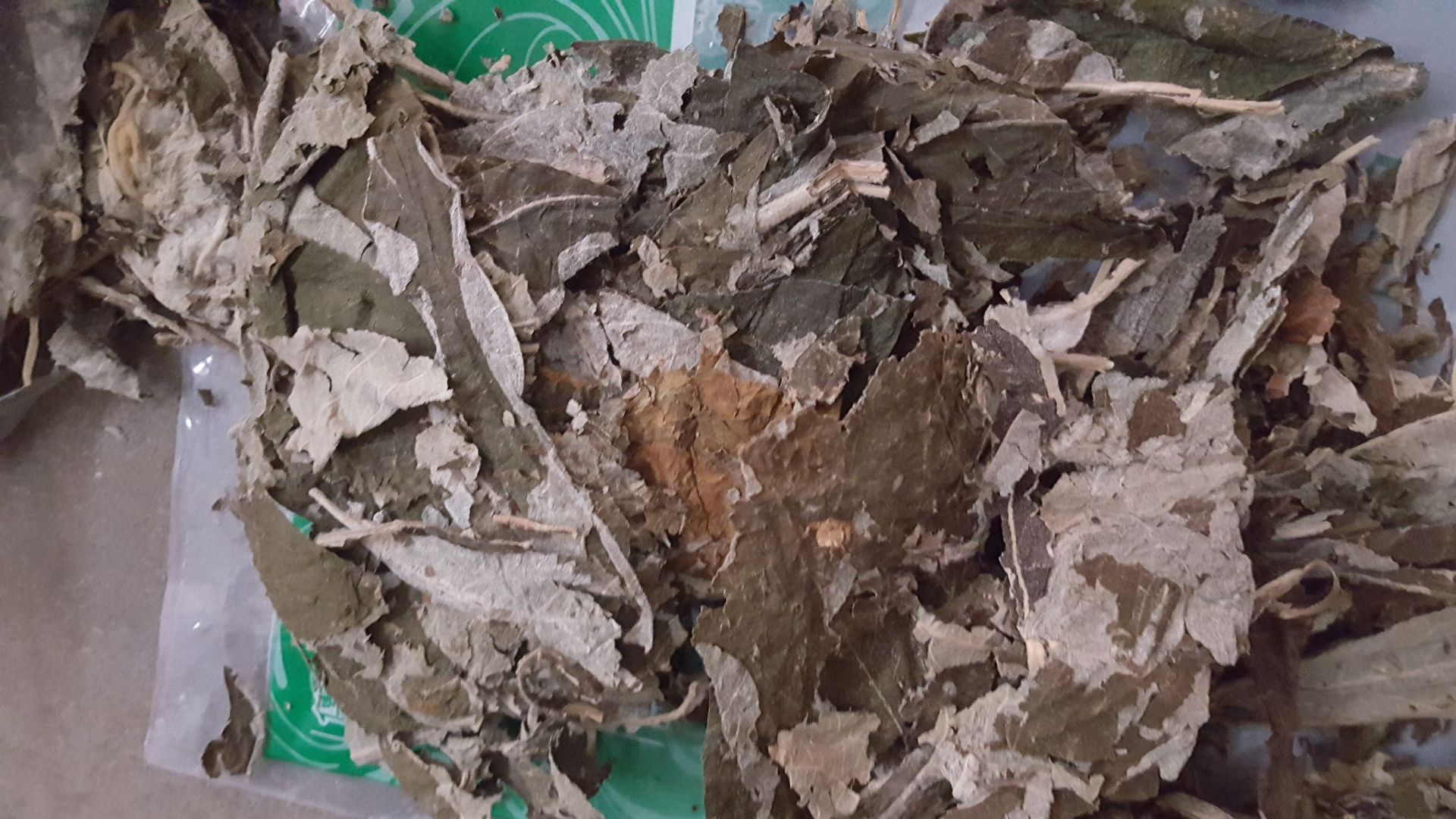 中药材大叶紫珠节节红 饭汤叶 贼佬汤大斑鸠米裸花紫珠叶尖尾枫