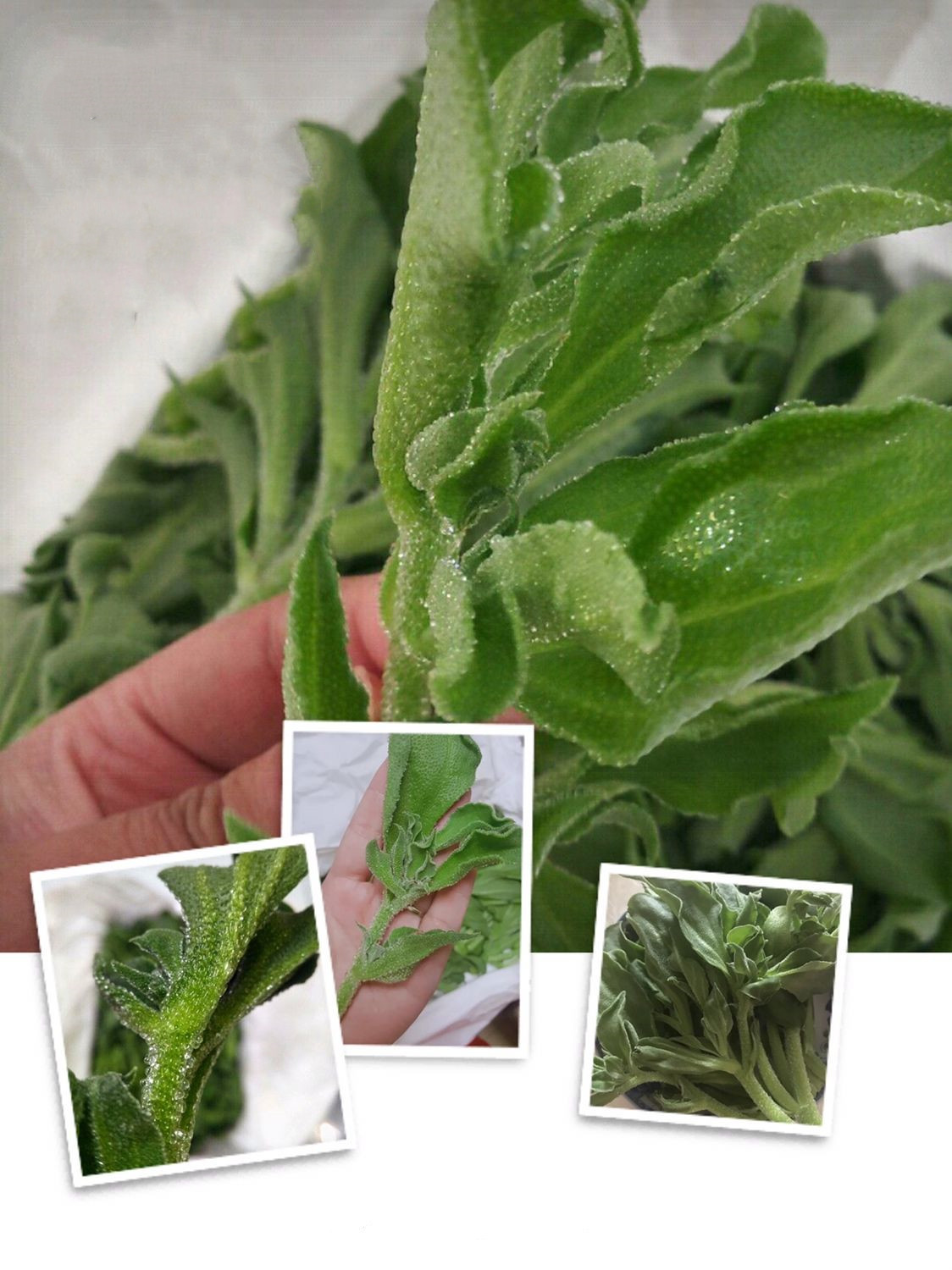 3斤顺丰起发 冰草新鲜蔬菜食用冰菜即食生吃蔬菜沙拉食材水晶冰菜