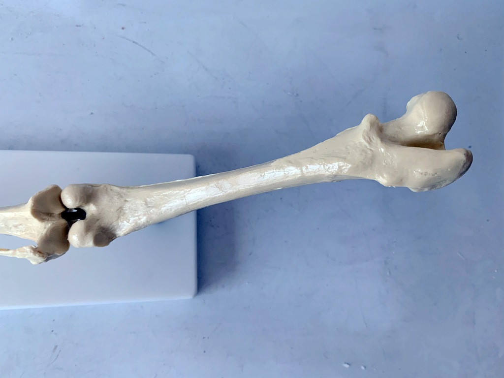 狗骨骼关节模型 狗后肢骨 犬后肢骨关节演示 犬后腿骨骼演示教具