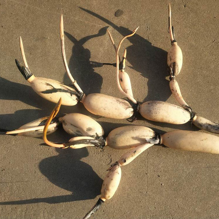 供应藕带种武植二号专抽藕带水稻田或鱼塘种植亩产藕带800斤