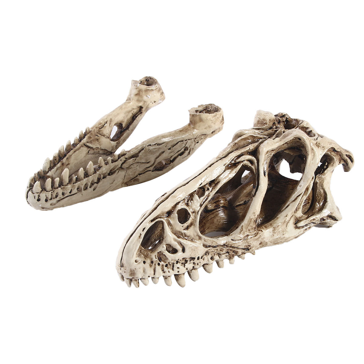 恐龙头骨模型树脂工艺品盗玲龙骷髅头动物骨架研究参考动物骷颅头