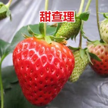 四季草莓苗南北方地栽室内盆栽大棚种植食用草莓秧结果苗