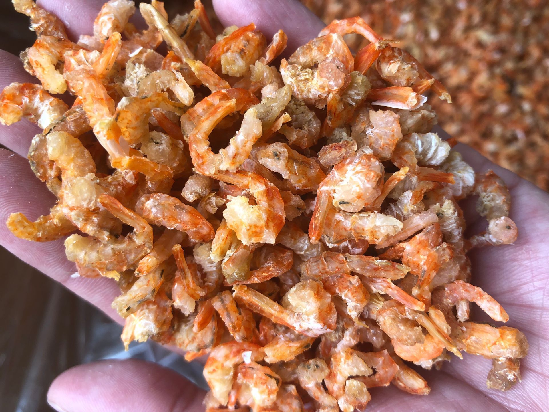 虾米(北海金勾虾米,一件18公斤)