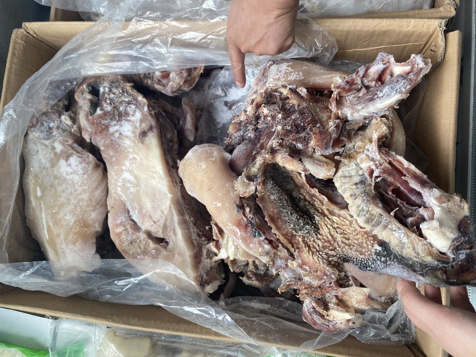 冷冻熟牛头肉 精修全熟牛头肉牛头皮 国产熟牛杂牛头肉 37斤/件