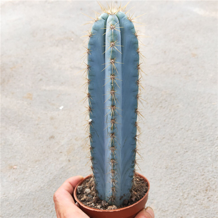 金青阁 仙人柱10-17cm高 创意北欧仙人球组合蓝色耐旱仙人掌易养