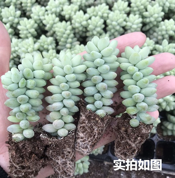新玉缀玉坠玉缀3-5cm多肉肉肉植物长条单颗