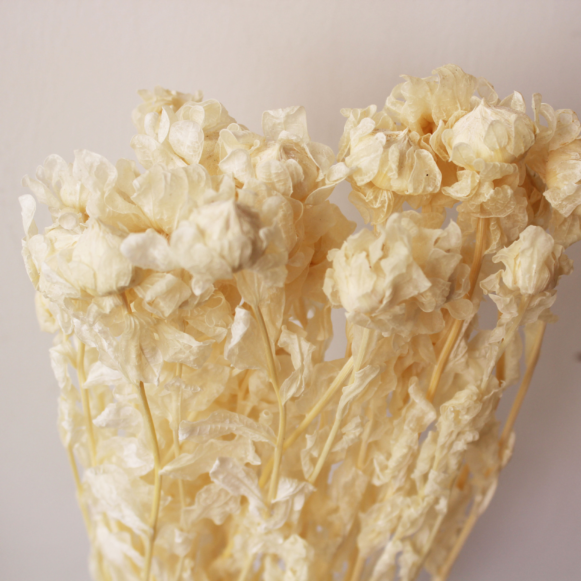 橙菠萝永生花藏红花长久保鲜diy材料云南花材基地直销