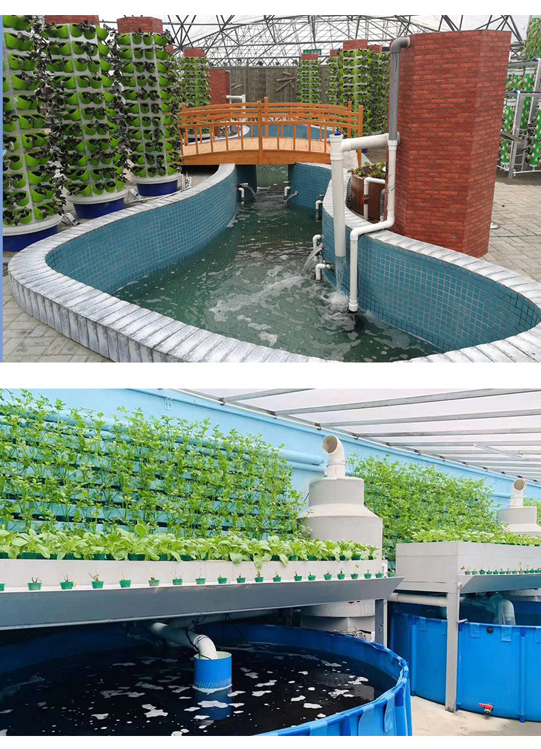 鱼菜共生系统定制 温室大棚水循环系统鱼菜共生无土栽培系统