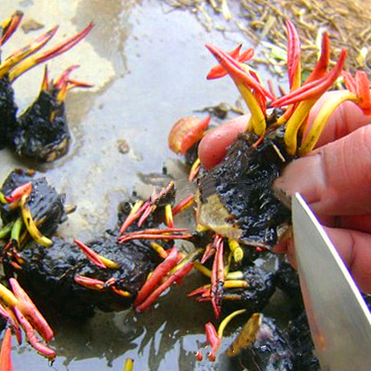 直销碗莲 观赏水生植物睡莲根块 碗莲根块颜色品种齐全