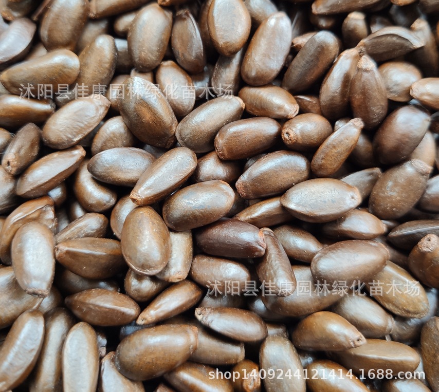 优质释迦果种子 佛头果 番荔枝种子 赖球果 释迦种子 1件=1斤