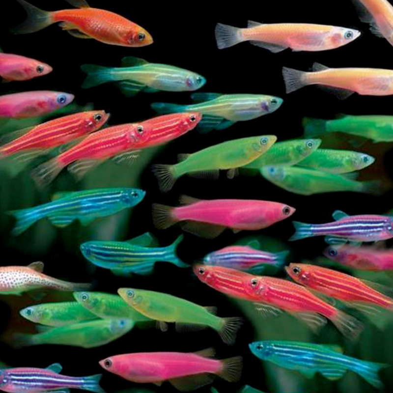小型热带鱼观赏鱼灯科鱼鱼群游鱼活体鱼红蓝荧光斑马鱼冷水鱼批发