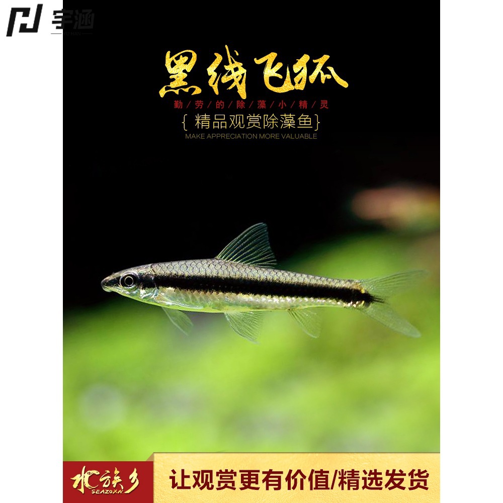 黑线飞狐