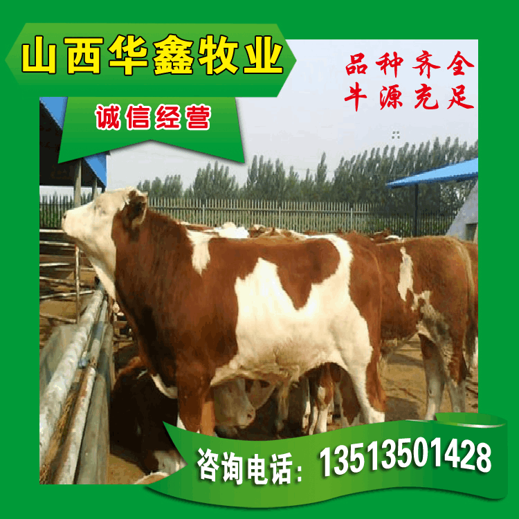 80（cm） 公,母 肉牛养殖场供应品种