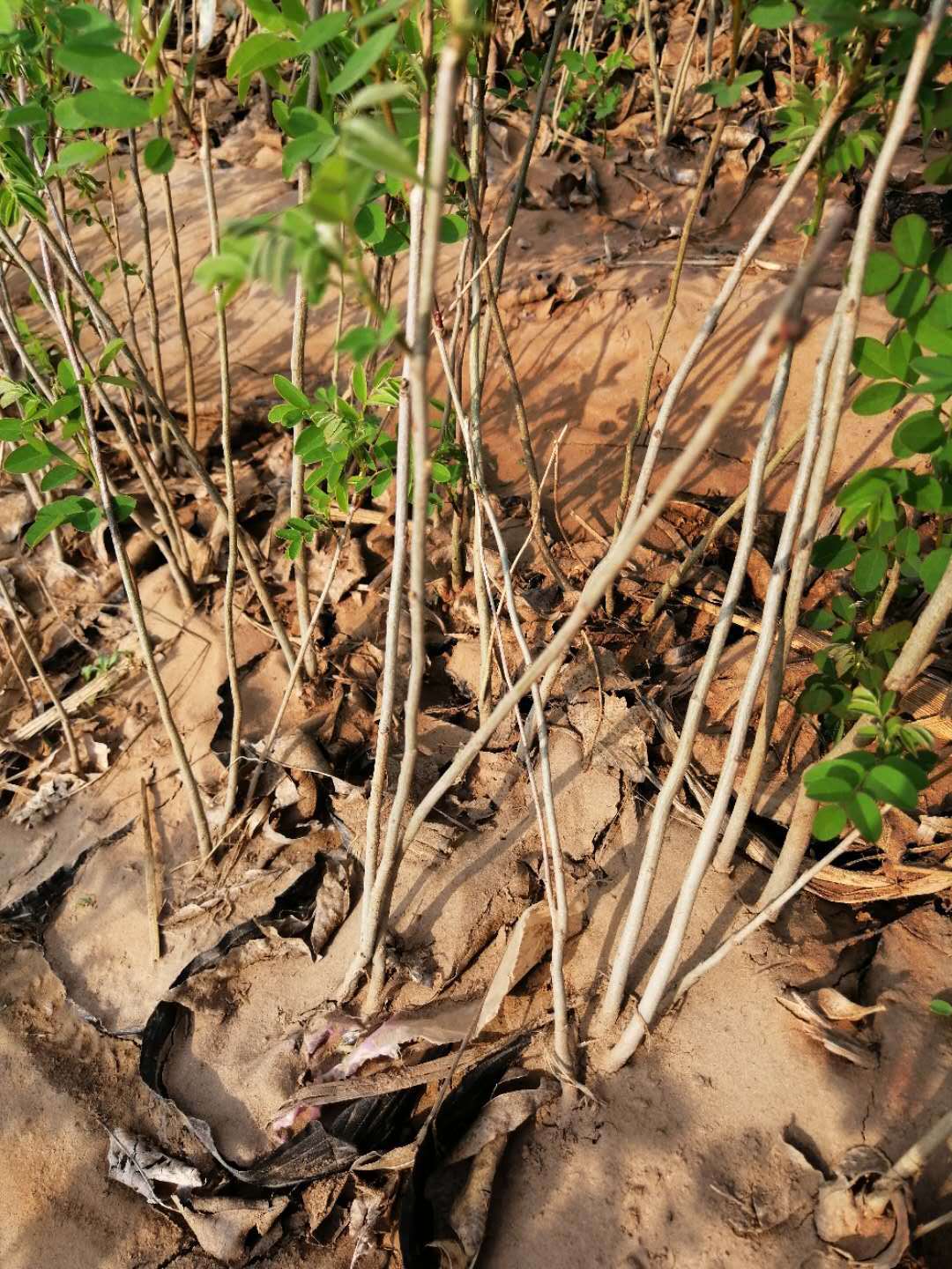 绿化小苗基地批发紫穗槐丛生紫穗槐营养杯紫穗槐量大价格低