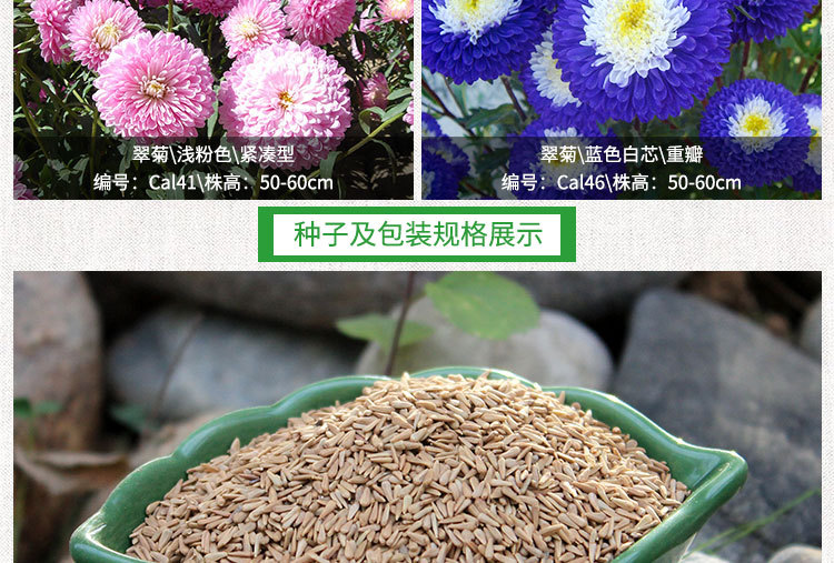 阳台盆栽翠菊种子景观绿化江西腊种子花海花镜切花七月菊花卉种子