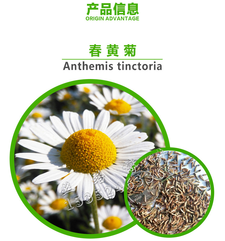 花卉种子批发 白花春黄菊 绿化种子 洋甘菊