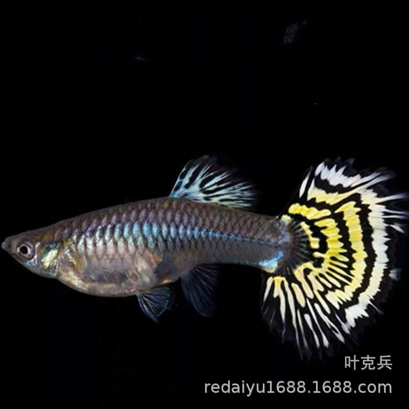 黄老虎孔雀鱼 凤尾鱼 孔雀鱼 热带鱼观赏鱼养殖场批发