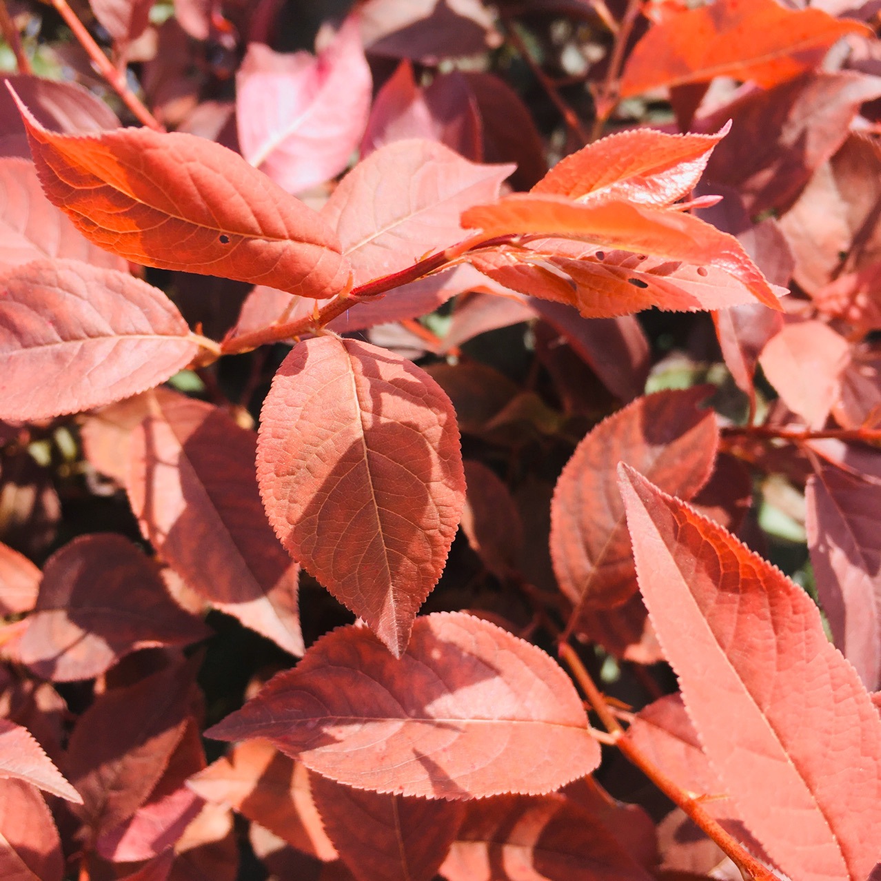 东北密枝红叶李球 红叶李绿篱苗 紫叶李扦插大苗小苗规格齐全