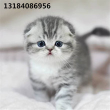 纯种美国卷耳猫拿破仑英短幼猫蓝金折耳猫蓝白矮脚美短虎斑宠物猫