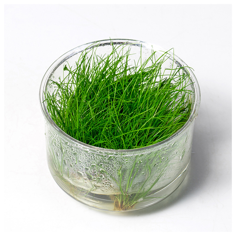 鱼缸造景前景水草迷迪迷你牛毛懒人家养新手淡水草水族箱活体水草