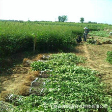 河南花椒苗 河南大红袍花椒苗 适合河南省种植山东花椒苗基地价优