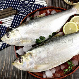 白鳞鱼/白力鱼/曹白鱼/海捕白力鱼/远洋白力鱼