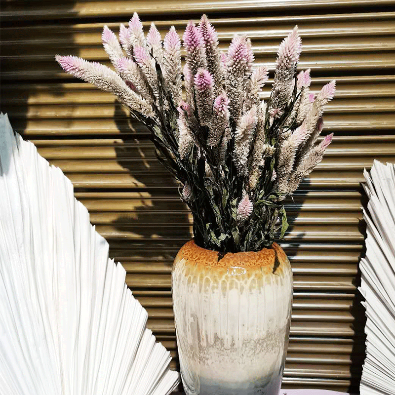 凤尾花干花多头凤尾花居家吊顶摆设装饰干花批发装饰配花配草干花