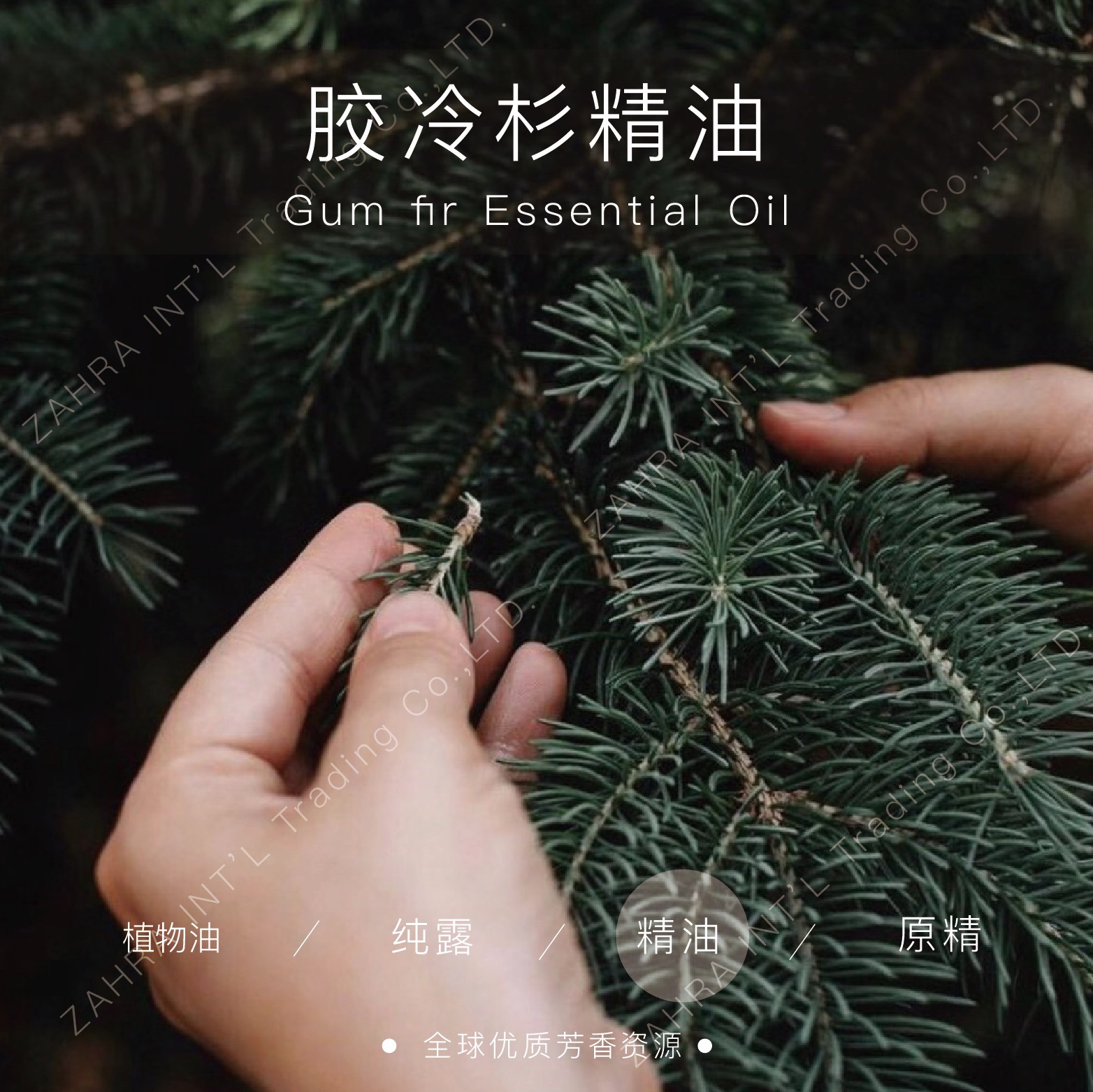 加拿大进口有机胶冷杉单方精油批发