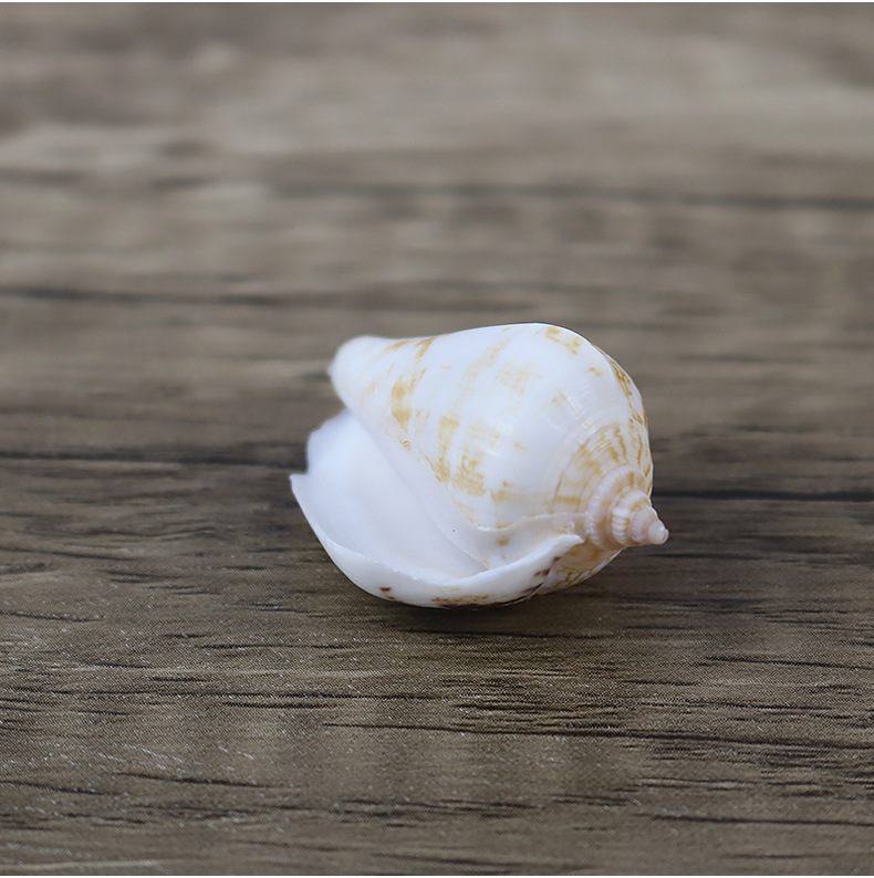 天然多环小凤凰螺海螺贝壳鱼缸造景装饰贝壳工艺批发白口螺一斤装